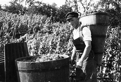 Mann bei der Weinlese, 1932. Schwarz-weiß Fotografie.