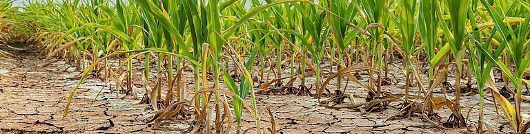 Der Klimawandel wirkt sich auf die Landwirtschaft aus. Maisfeld mit ausgetrocknetem, rissigen Boden.