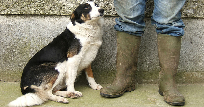 Hund sitzt neben zwei Beinen