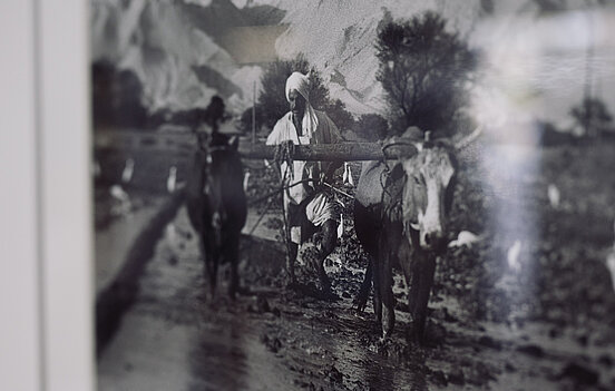 Ein Schwarz-Weiß-Foto mit einem Mann mit Turban hinter einem Ochsengespann.