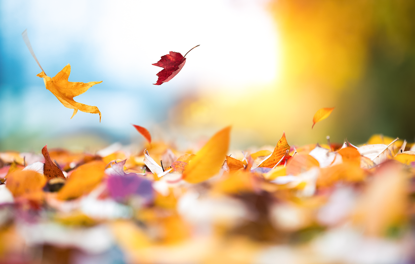 Fallendes Laub im Herbst