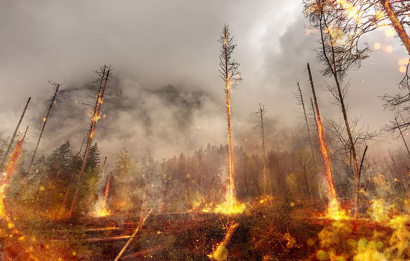 Waldbrand in Deutschland Ein brennender Nadelwald mit Flammen, die vom Boden in Rauchschwaden in den Himmel steigen.