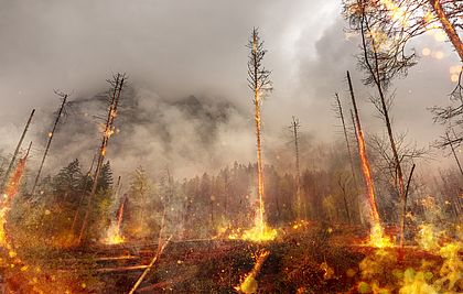 Ein brennender Nadelwald mit Flammen, die vom Boden in Rauchschwaden in den Himmel steigen.