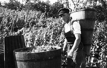 Mann bei der Weinlese, 1932. Schwarz-weiß Fotografie.