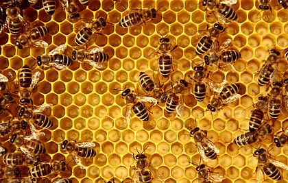 Wabe eines Bienenstocks
