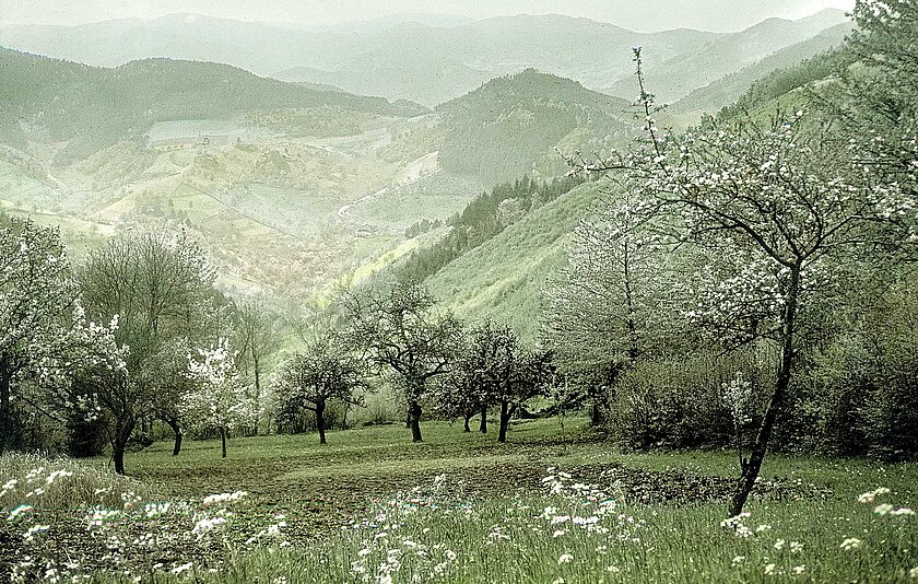 Das Kinzigtal während der Apfelblüte in den 1920er Jahren. Das Kinzigtal während der Apfelblüte in den 1920er Jahren.