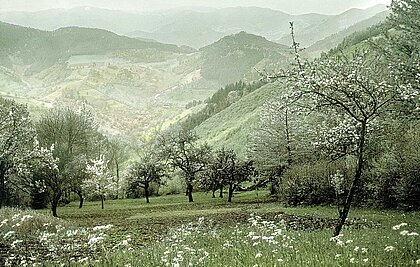 Das Kinzigtal während der Apfelblüte in den 1920er Jahren.