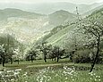 Das Kinzigtal während der Apfelblüte in den 1920er Jahren.
