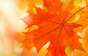Herbstlaub