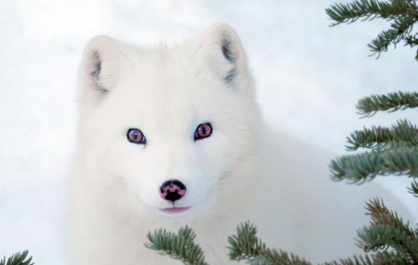 Ein weißer Polarfuchs sitzt im Schnee und schaut hinter Tannenzweigen hervor.