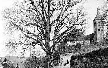 Schwarzweiß-Foto Große Ulme bei Denkendorf 1910 (Fotograf: Otto Feucht)