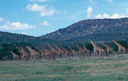 Galoppierende Giraffen-Herde im Massai-Mara-Nationalpark in Kenia