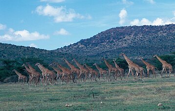 Galoppierende Giraffen-Herde im Massai-Mara-Nationalpark in Kenia