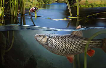 Forelle im Wasser