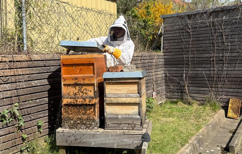 Imker bei seinem Bienenstock