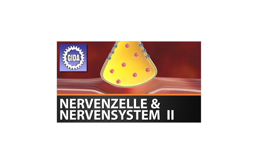 Cover Medium "Nervenzelle und Nervensystem II (Fassung 2019)"