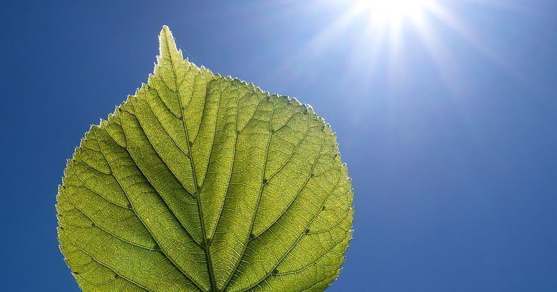 Photosynthese - grünes Blatt vor blauem Himmel und Sonne