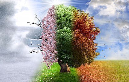 Collage der Jahreszeiten anhand eines Baumes