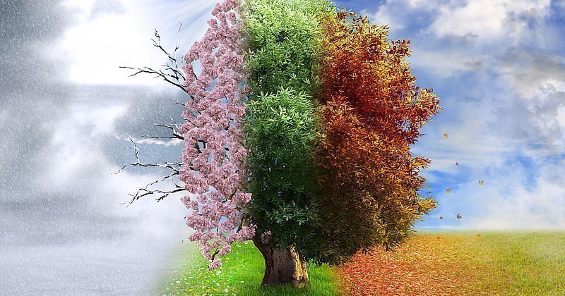 Collage der Jahreszeiten anhand eines Baumes